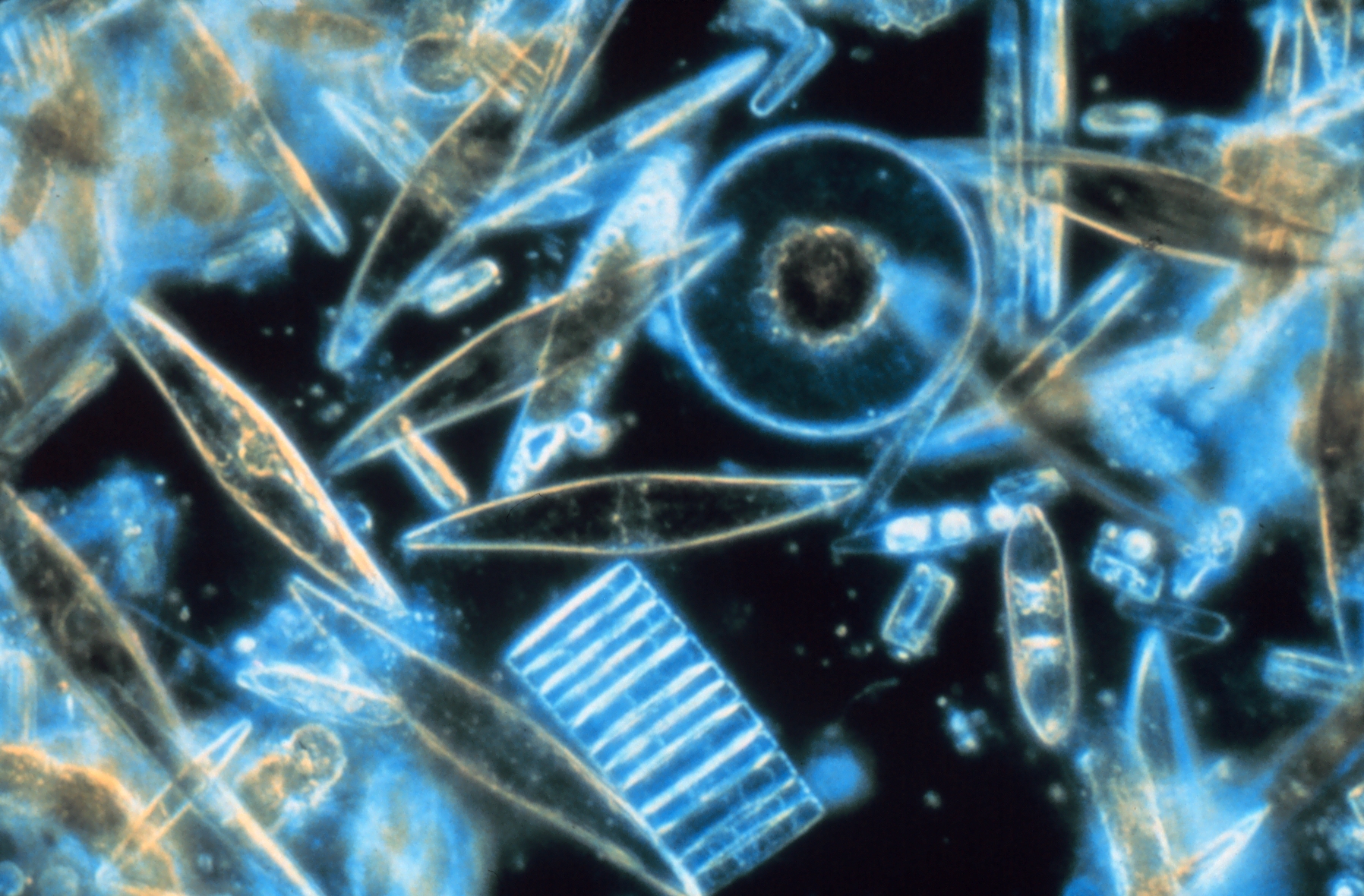 phytoplankton