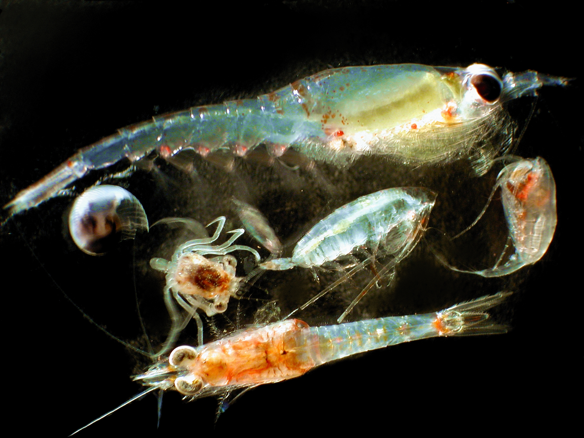 zooplankton