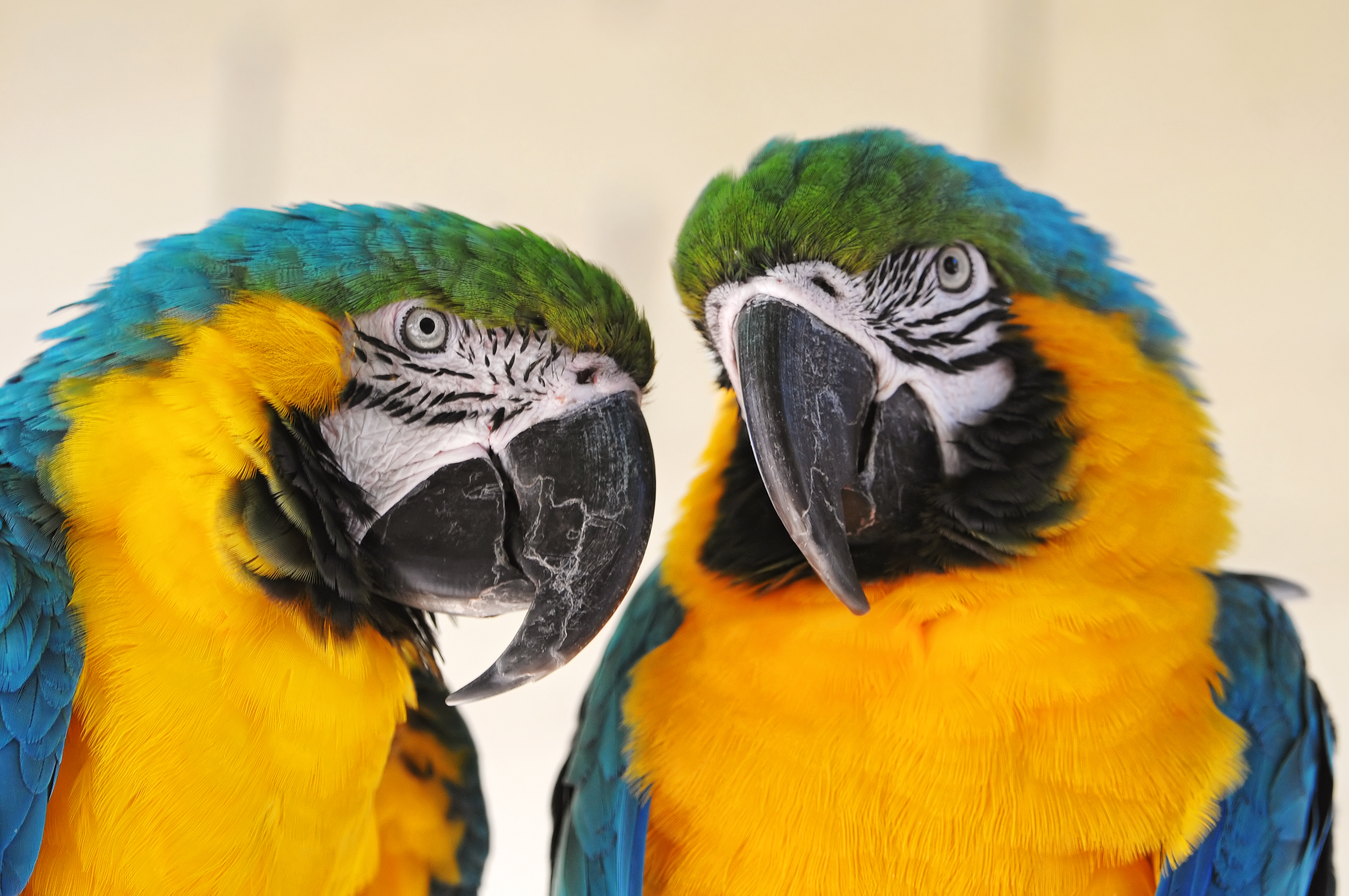 Ара 2 типа. Гибридные попугаи ара. Ара 2 типа. Ара 2 типа. Антагонисты рецепторов ангиотензина ii.